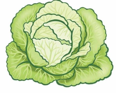 Капуста карандашом для детей