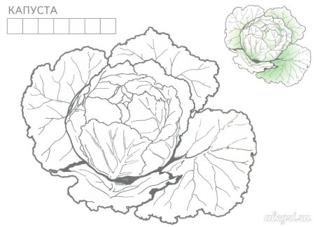 Стилизованная капуста
