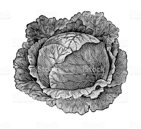 Капуста шаблон