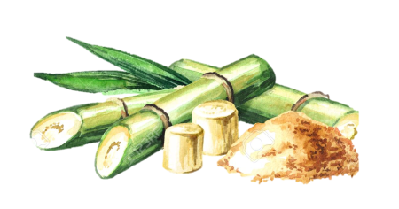 Сахарный тростник