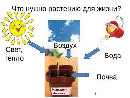 Что необходимо растению для жизни