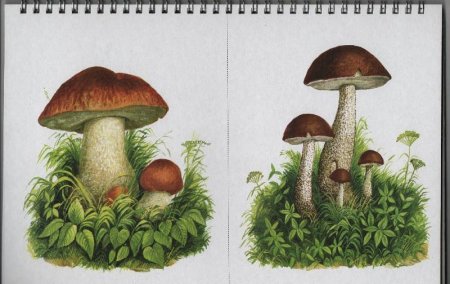 Лес грибы ягоды Нищева грибы