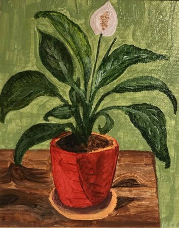 Комнатные цветы бальзамин раскраска