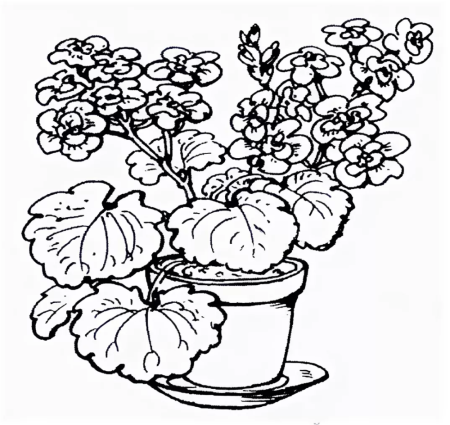 Рисование для детей комнатные растения