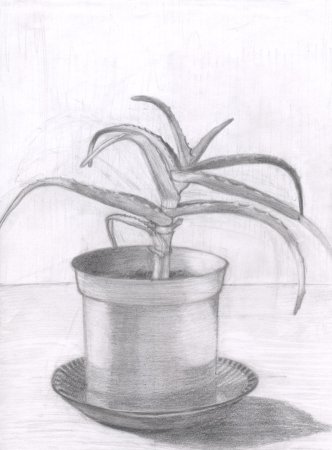 Рисунки растений