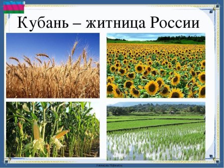 Кубановедение проект Кубань Житница России