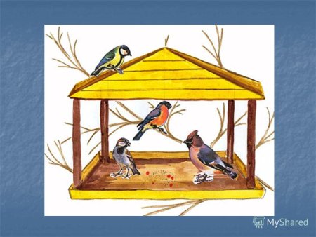 Картина птицы на кормушке для дошкольников