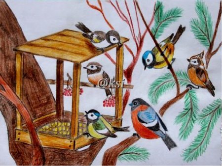 Зимующие птицы на кормушке