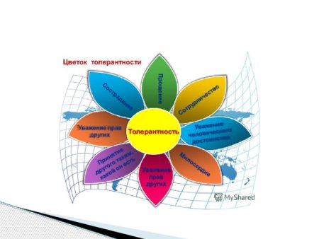 Ромашка толерантности