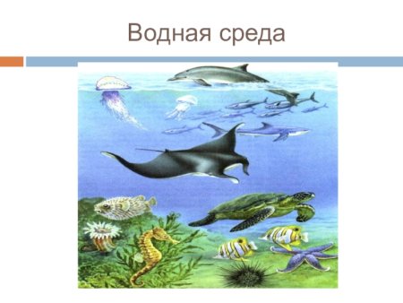 Обитатели водной среды обитания