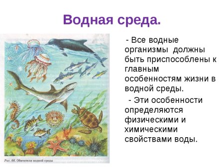 Водная среда жизни обитатели