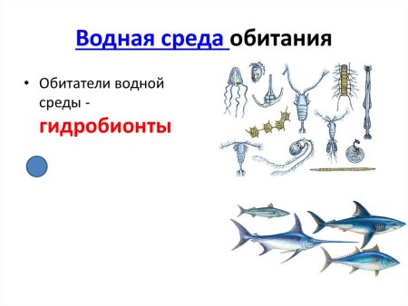 Среды жизни животных
