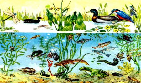 Раскраски обитатели водоемов для детей