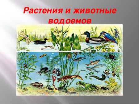 Пресноводные организмы