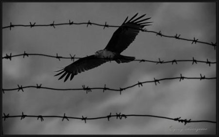 Орел и узник иллюстрация