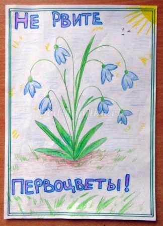 Плакат в защиту первоцветов