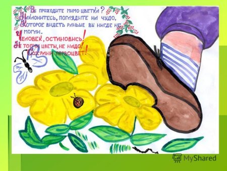 Плакат берегите растения