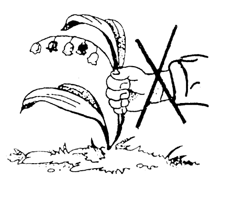 Берегите первоцветы рисунки