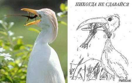 Никогда не сдавайся лягушка и цапля