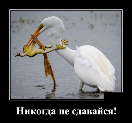Никогда не сдавайся юмор