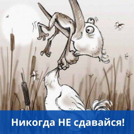 Никогда не сдавайся жаба и цапля