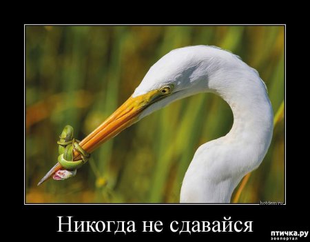Никогда не сдавайся!