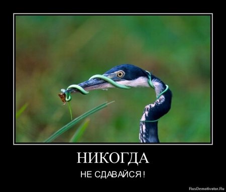 Никогда не сдавайся картинки