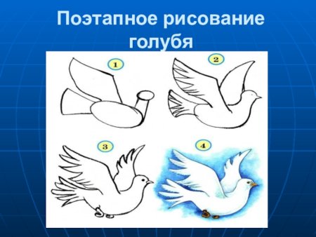 Поэтапное рисование голубя