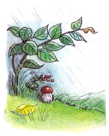 Рисование грибной дождь