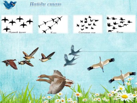 Рисование в старшей группе перелетные птицы осенью