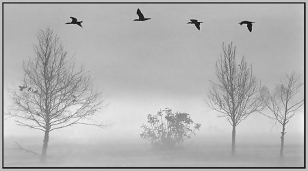 Птицы улетают раскраска