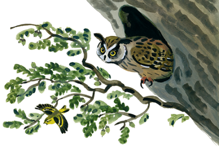 Сова Виталий Бианки старик