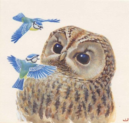 Филин раскраска для детей