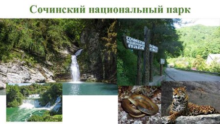 Национальный парк Сочинский охрана природы Черноморского побережья