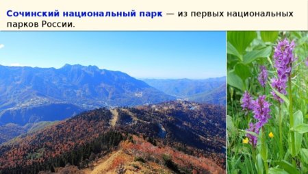 Черноморское побережье парк Сочинский