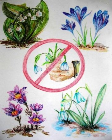 Защита первоцветов