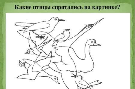 Поэтапное рисование птиц