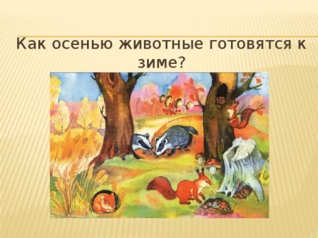 Дикие животные готовятся к зиме