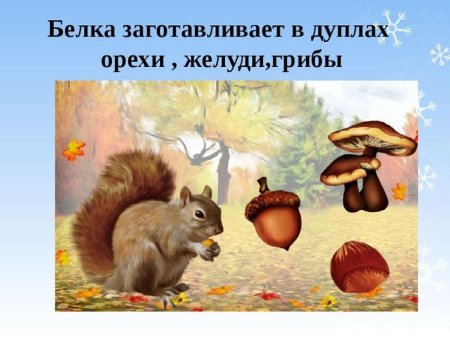 Животные готовятся к зиме