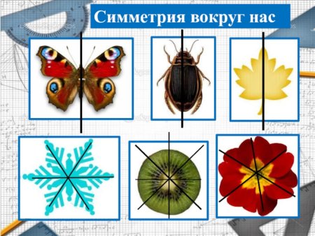 Симметрия вокруг нас