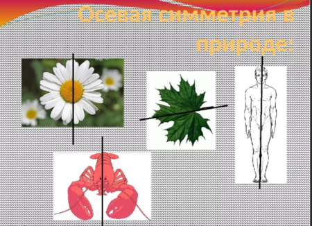 Симметричные предметы в природе