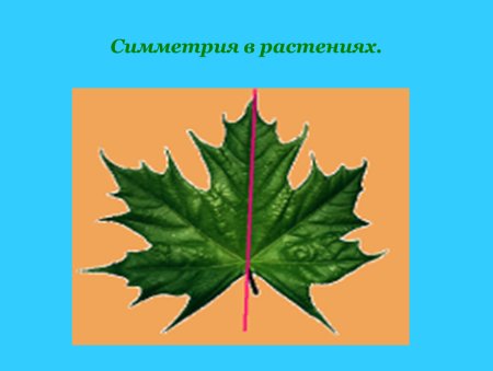 Рисунок на тему симметрия вокруг нас