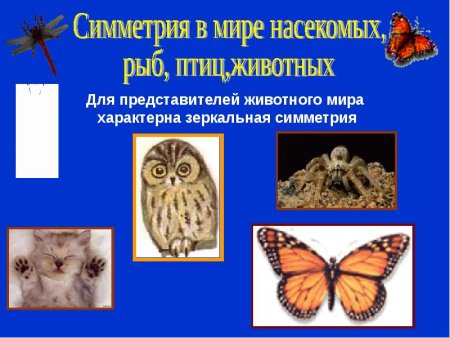 Симметрия вокруг нас