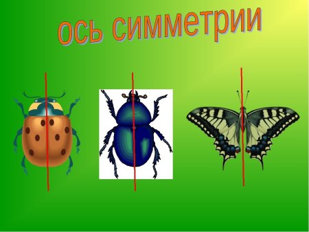 Ось симметрии бабочка