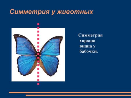 Симметричные предметы в жизни