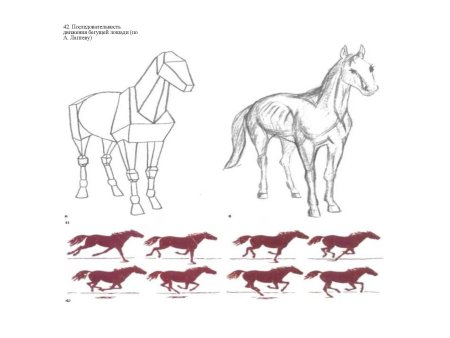 Многообразие форм окружающего мира животных