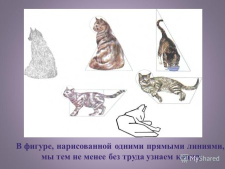 Многообразие форм в окружающем мире