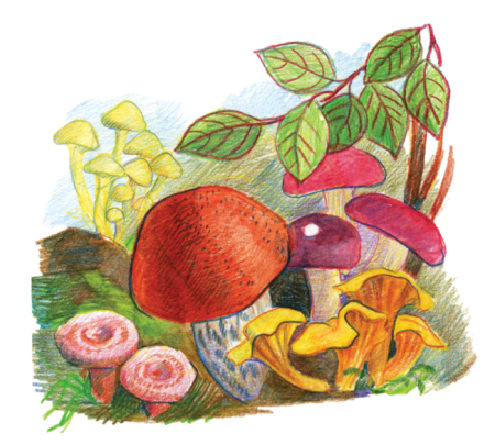 Рисование в подготовительной группе на тему корзина с грибами