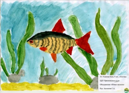 Обитатели водоёмов рисунки детей