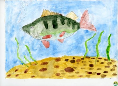 Рисование речные рыбы в старшей группе
